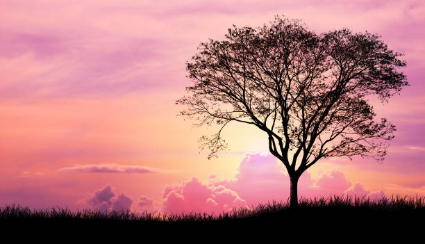 Silhouette tree and grass in Pink purple sky cloud background stock photo