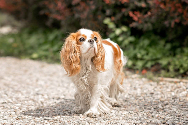 istock Cavalier King Charles Spaniel (Canis familiaris)  in garden 664280288
