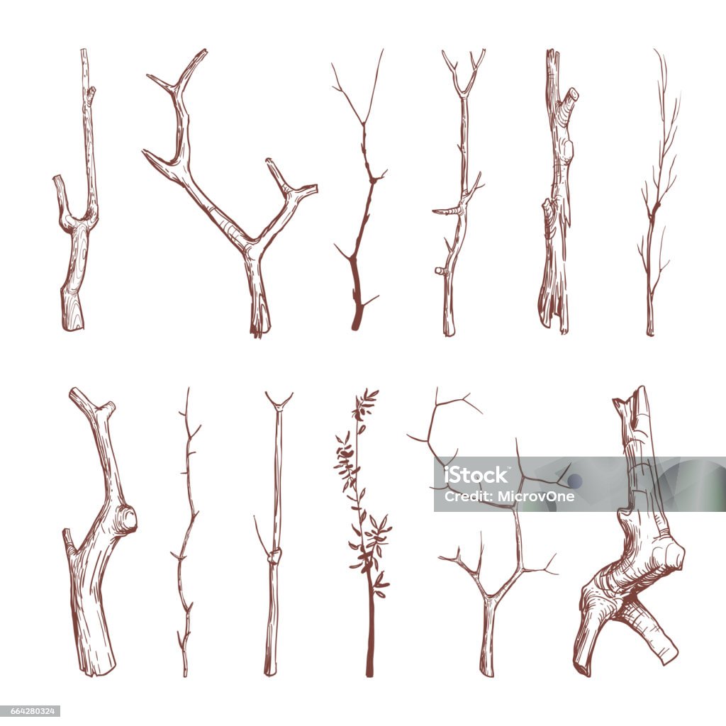 Mão desenhados galhos de madeira, varas de madeira, decoração rústica de elementos do vetor de galhos de árvores - Vetor de Ramo - parte de uma planta royalty-free