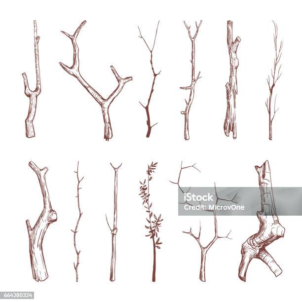 Hand Drawn Wood Twigs Wooden Sticks Tree Branches Vector Rustic Decoration Elements Stock Illustration - Download Image Now