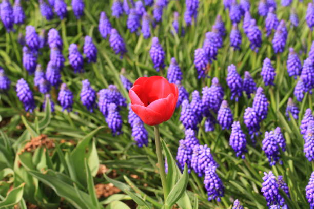 istock Tulip. Beautiful bouquet of tulips. 664283354
