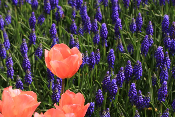 istock Tulip. Beautiful bouquet of tulips. 664284272
