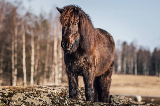 istock Brown Icelandic horse 664287056