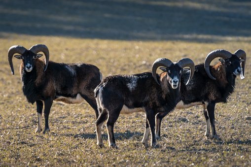 three mouflon bucks standing on a field grazing and looking at the photographer