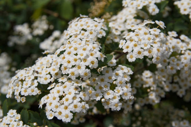 istock Blossoming in spring a magnificent tree closeup. Nature 664291446