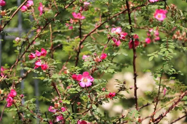 Pink wildrose in summer, Hyde Park London, UK