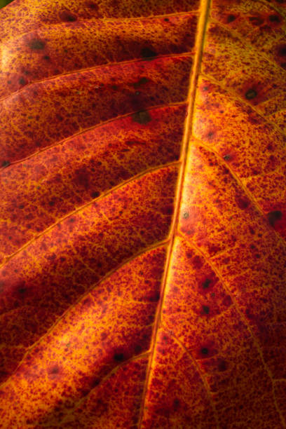 istock red-yellow leaf of a plant 664295122