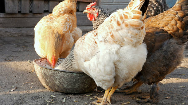 istock Free range chickens hens pecking corn and food 664296066