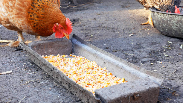 istock Free range chickens hens pecking corn and food 664296112