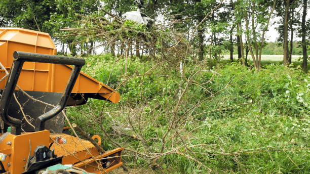 istock An excavator claw picking up the cut up branches 664296860