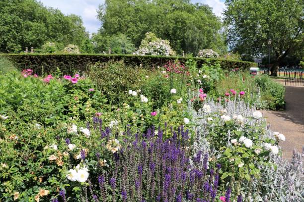 istock Blooming summer in Hyde Park London, Great Britain 664300744