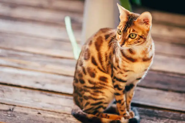 bengalcat kitten brown spotted bengal