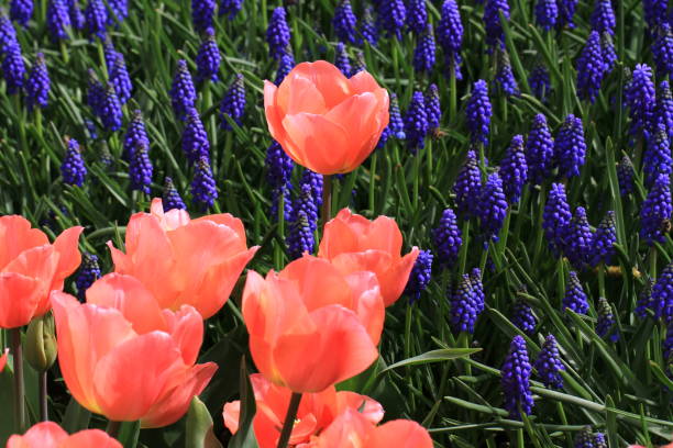 istock Tulip. Beautiful bouquet of tulips. 664305230