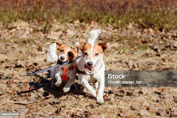 Dog Biting Leash Trying To Release His Mate Free Stock Photo - Download  Image Now - Animal, Animal Behavior, Animals Mating - iStock