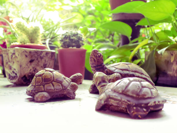 istock turtle ceramics in mini botanical garden 664308562