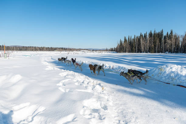 istock Dog sled in Alaska during winter 664308966