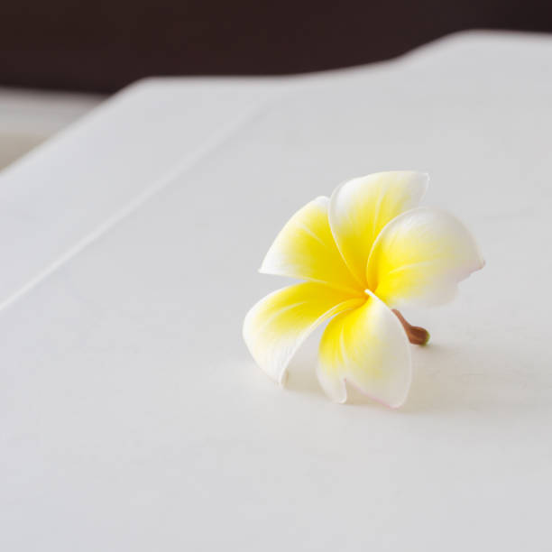 istock White frangipani flowers 664309260