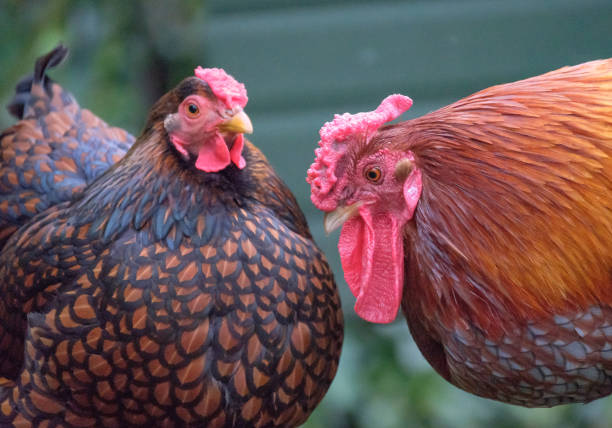 istock Domesticated bantam chickens seen in a large, rural garden during springtime. 664312316