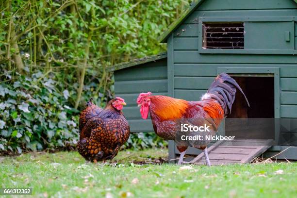 Domesticated Bantam Chickens Seen In A Large Rural Garden During Springtime Stock Photo - Download Image Now