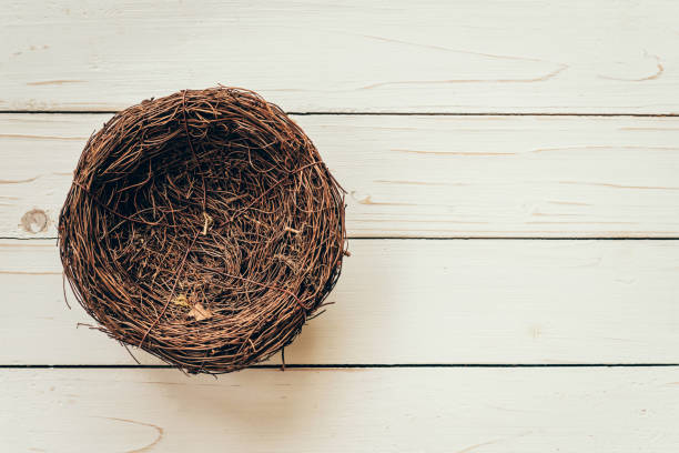 istock Blank nest on wood background with space 664313260