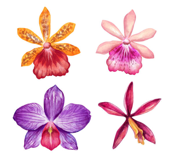watercolor orchids, tropical flowers clip art, illustration of assorted flowers isolated on white background watercolor orchids, tropical flowers clip art, illustration of assorted flowers isolated on white background oncidium orchids stock illustrations