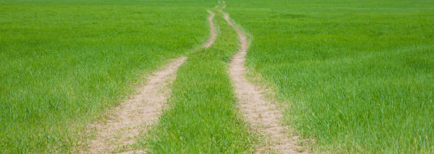 istock Green field grass with Rural road 664316794