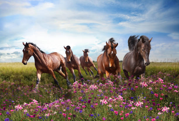 Rapid running of beautiful horses in the summer meadow in flowers