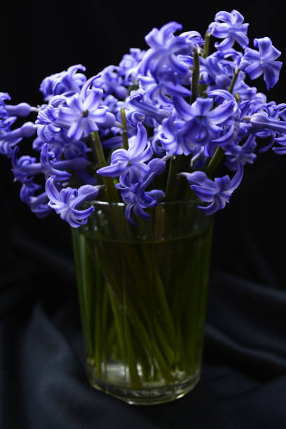 istock flowers hyacinths 664317382