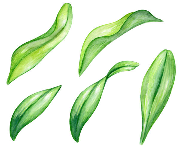 istock watercolor illustration, orchid leaves stem and roots, floral design elements set, isolated on white background 664317506