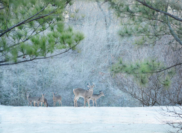 istock Deers and young buck in the frosty forest. 664317912