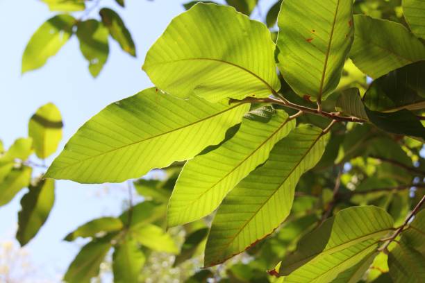 istock green light leaves on the sky 664318044