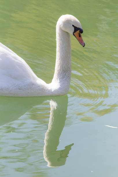 istock swan on the lake in the nature 664324304