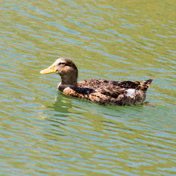 istock duck on the lake in the nature 664324620