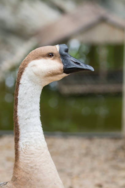 istock Image of head white goose on nature background. 664325266