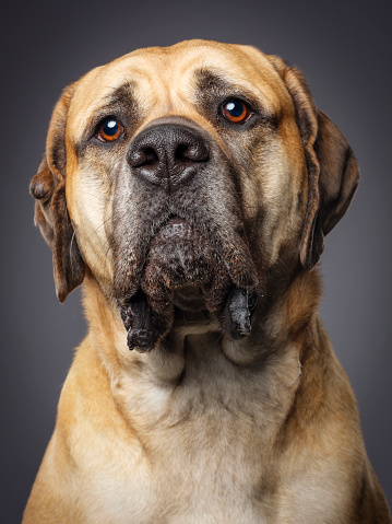 A close-up of a Bull Mastiff dog in a studio.
