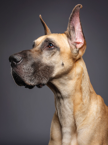 A close-up of a Great Dane dog in a studio.