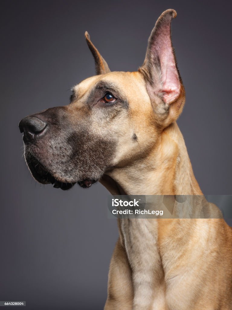 Great Dane A close-up of a Great Dane dog in a studio. Dog Stock Photo