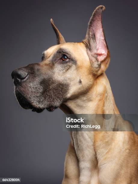 Great Dane Stock Photo - Download Image Now - Dog, Great Dane, Portrait