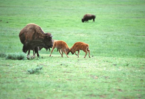 istock Bison mother and calf 664328214