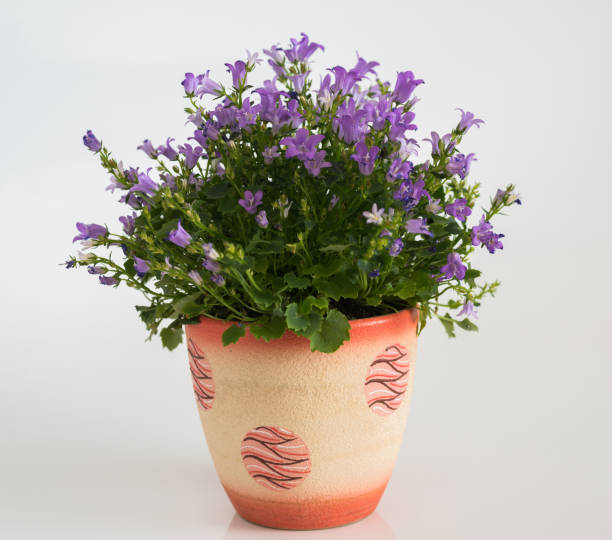 istock campanula in pot in room 664328358