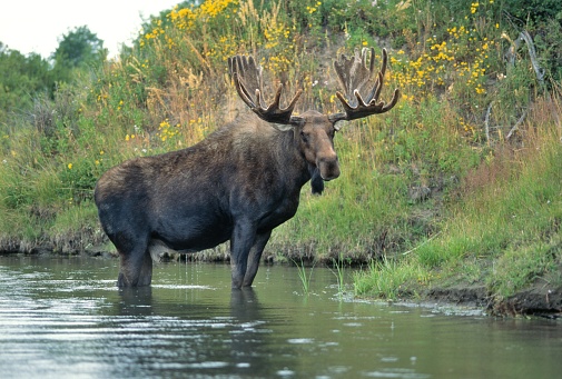 A Bull Moose stands in shallow water of Oxbow Bend in Grand Tetons National Park
