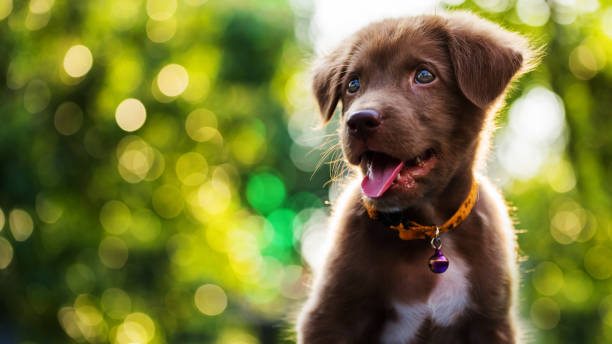 istock Happy brown Labrador retriever puppy with bokeh abstract background 664331878