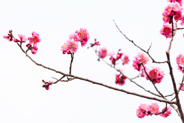 istock Beautiful pink sakura cherry blossom isolated 664332172