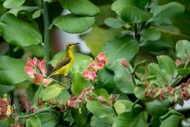istock yellow Spider hunter bird perched on a plants branch 664332888