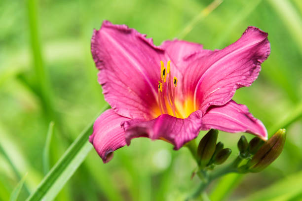 istock Large flower of pink daylily 664332990