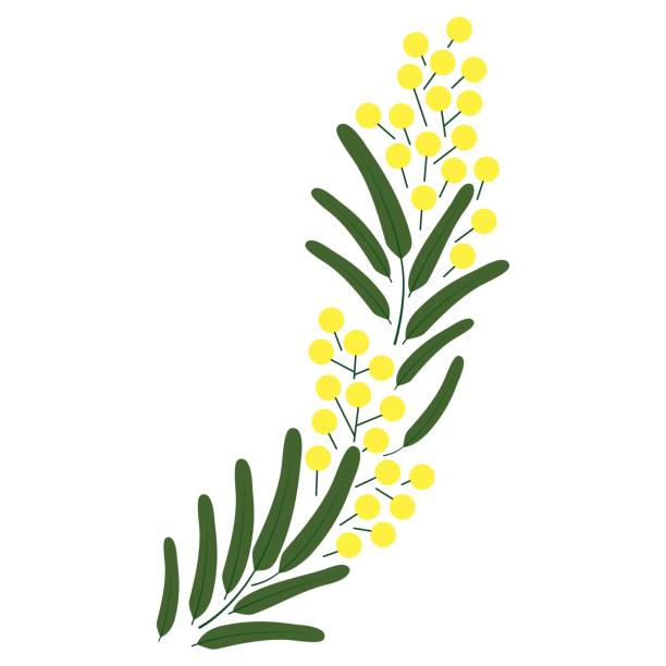 ilustrações de stock, clip art, desenhos animados e ícones de spring beautiful blossoming mimosa branch. vector illustrations - circle nature botany bud