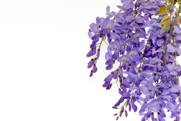 istock Wisteria flowers floral design element. 664336056