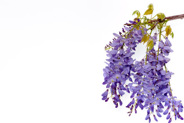 istock Wisteria flowers floral design element. 664336066