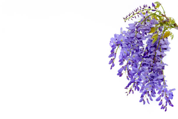 istock Wisteria flowers floral design element. 664336072