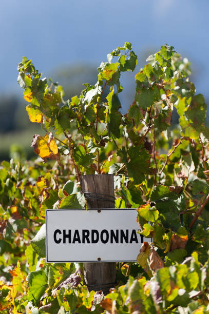 istock Signpost indicating a row of chardonnay grape vines in a vineyard 664336444
